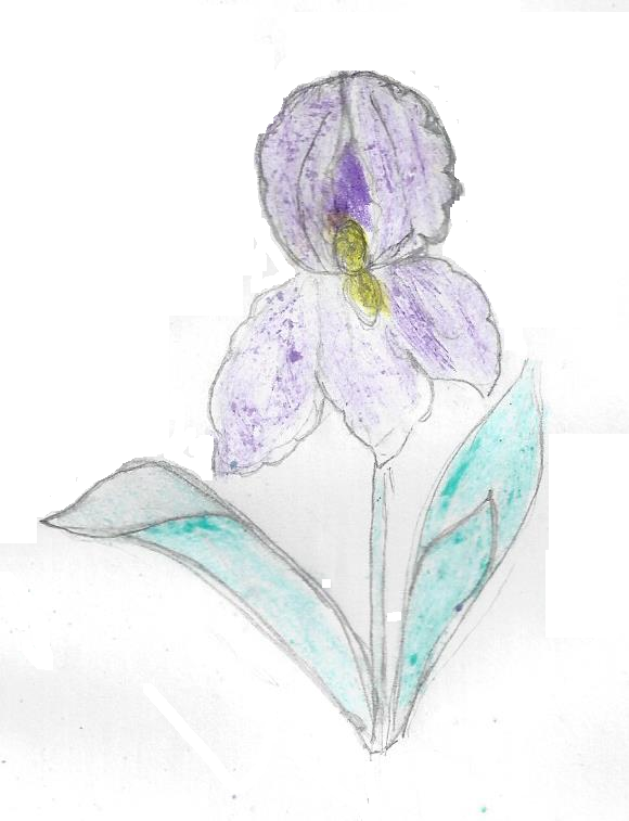 iris 